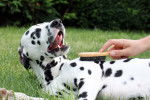 Un maître brosse le pelage de son Dalmatien