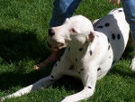 tarasia - Dalmatien Femelle (9 ans)