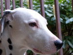 tarasia - Dalmatien Femelle (9 ans)