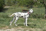Fidjie - Dalmatien Femelle (4 mois)