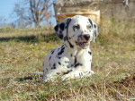 Fidjie - Dalmatien Femelle (2 mois)