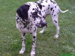 dalma - Dalmatien Femelle (3 ans)