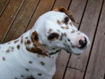 Otis - Dalmatien Mâle (5 ans)