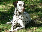 Gracie - Dalmatien Femelle (5 ans)