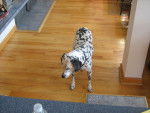 Goergia - Dalmatien Femelle (5 ans)