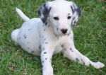 Laika - Dalmatien Femelle (5 mois)