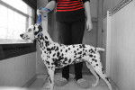 Zambia - Dalmatien Femelle (4 ans)