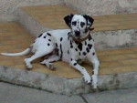 Sybelle - Dalmatien Femelle (2 ans)