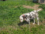 Motas - Dalmatien Mâle (7 ans)