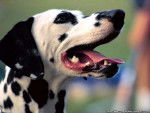Domino - Dalmatien Femelle (1 an)