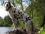Howrse - Dalmatien Mâle (5 ans)