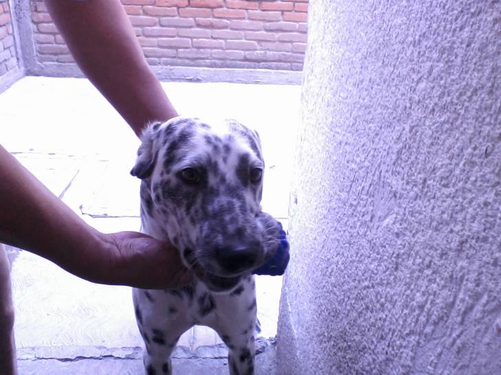 PeCaS - Dalmatien Mâle (1 an)