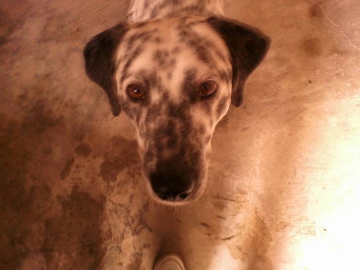 siii - Dalmatien Mâle (1 an)