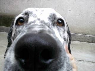 QUE NARIZOTA! - Dalmatien Mâle (1 an)