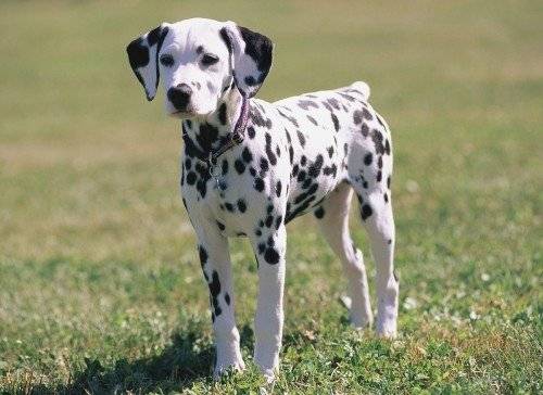 bud - Dalmatien Mâle (6 mois)
