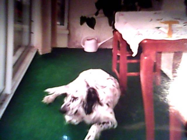 cyrano - Dalmatien Mâle (5 ans)