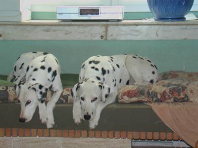 Dalmatiens: Rémus et Rocky - Dalmatien