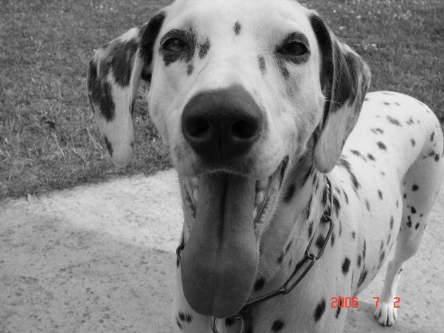 dalmatien - Dalmatien