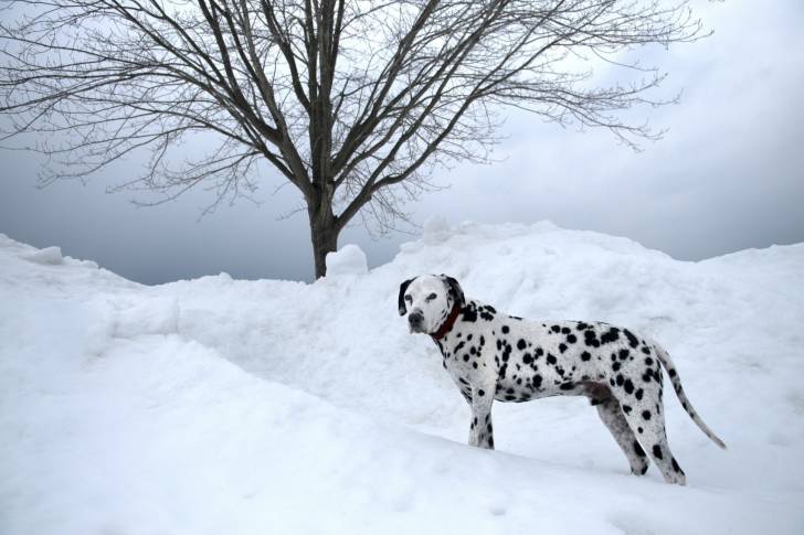 Photo Dalmatien
