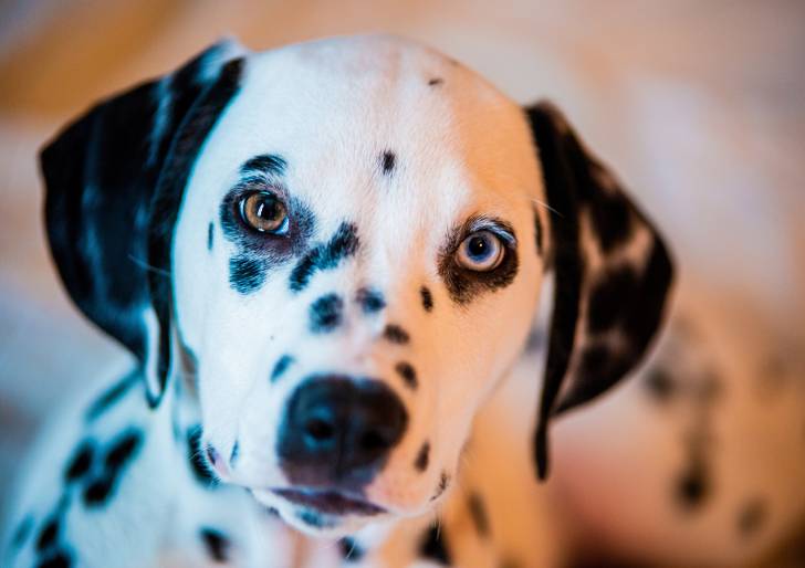 Un Dalmatien vu de face