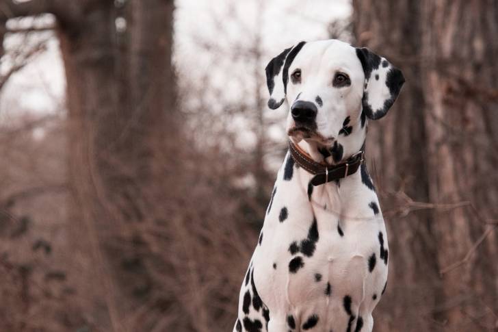Un Dalmatien assis dans les bois