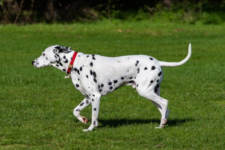 Un Dalmatien avec un collier rouge se promène sur du gazon