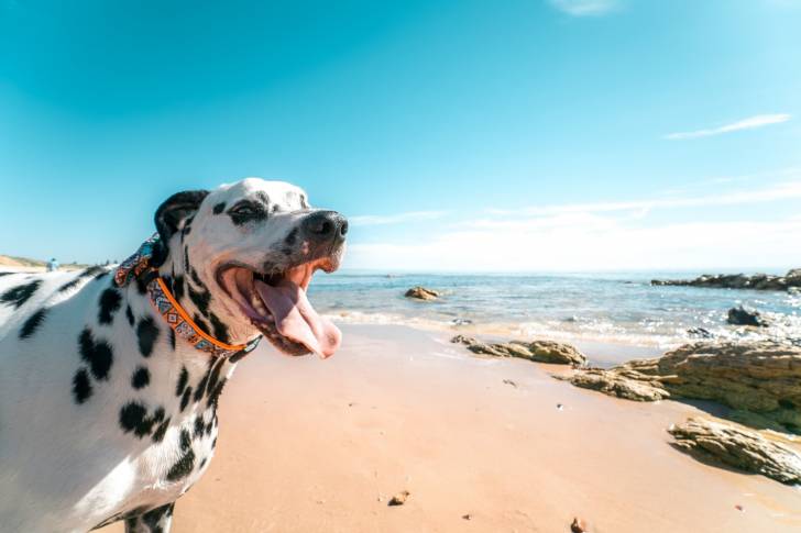 Un Dalmatien qui se promène au bord de la mer