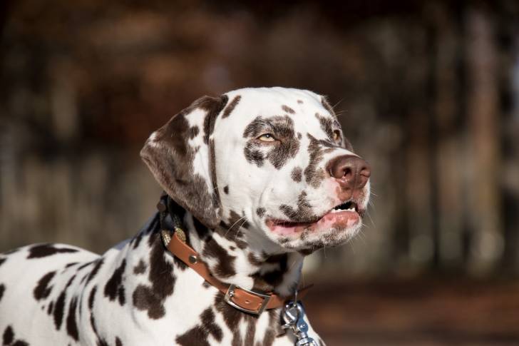 Un Dalmatien marron tenu en laisse