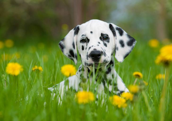 Un chiot Dalmatien assis dans un jardin avec des pissenlits