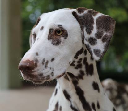 Un Dalmatien aux yeux jaune-vert