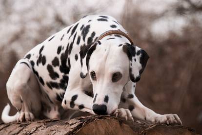 Un Dalmatien allongé sur un tronc d'arbre