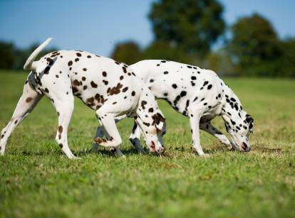 Deux Dalmatiens en train de suivre une piste dans un champ