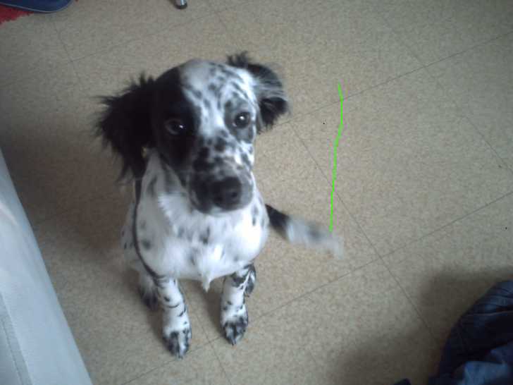 Pépita - Dalmatien Femelle (5 ans)