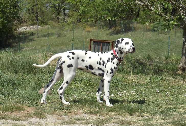 Le Dalmatien