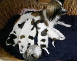 Papillon pups - &Eacute;pagneul Nain Continental Papillon