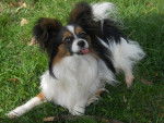 flash - Épagneul Nain Continental Papillon Mâle (3 ans)