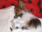 Ginger and baby - &Eacute;pagneul Nain Continental Papillon (2 ans)