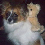 Titou - &Eacute;pagneul Nain Continental Papillon (1 an)