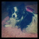 Axl - &Eacute;pagneul Nain Continental Papillon M&acirc;le (8 ans)