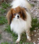 Epagneul Nain Continental - &Eacute;pagneul Nain Continental Papillon