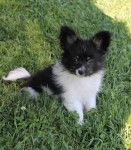 Papillon Eddy - &Eacute;pagneul Nain Continental Papillon