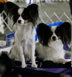 Photo &Eacute;pagneul Nain Continental Papillon