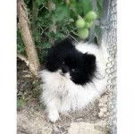 panda - &Eacute;pagneul Nain Continental Papillon (3 ans)