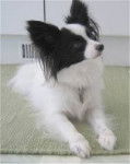 Tammey - Épagneul Nain Continental Papillon (2 ans)