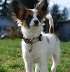 Palomita - &Eacute;pagneul Nain Continental Papillon M&acirc;le