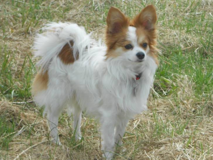 Gismo is the best - Épagneul Nain Continental Papillon (3 ans)