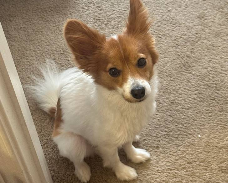 Un Épagneul Nain Continental Papillon assis sur une moquette et regardant vers la caméra 