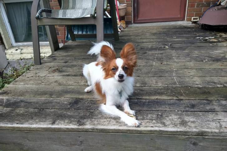 Un Épagneul Nain Continental Papillon allongé sur une terrasse et portant un collier autour du cou
