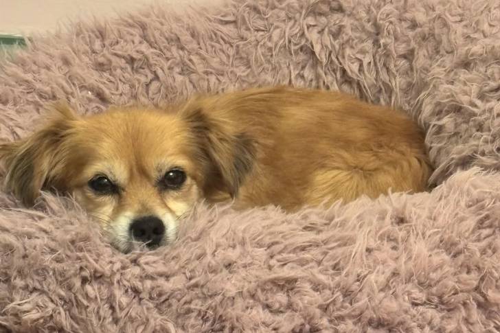 Un Épagneul Nain Continental Papillon allongé dans un panier et semblant détendu