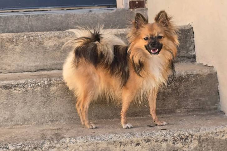 Un Épagneul Nain Continental Papillon sur une marche d'escalier et regardant vers la caméra 